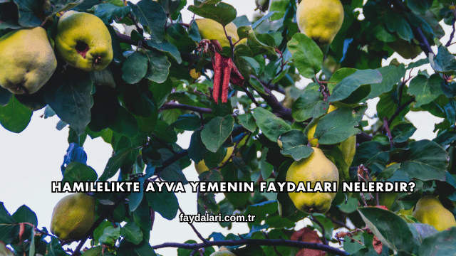 Hamilelikte Ayva Yemenin Faydaları Nelerdir?