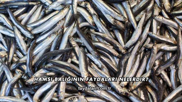 Hamsi Balığının Faydaları Nelerdir?