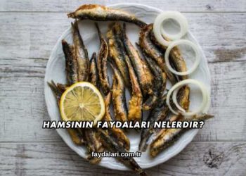 Hamsinin Faydaları Nelerdir?