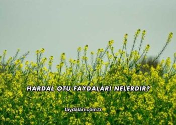 Hardal Otu Faydaları Nelerdir?