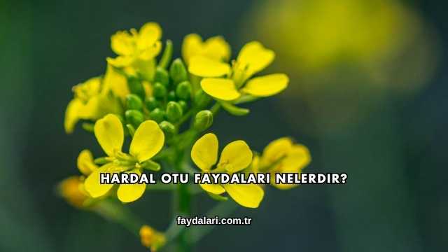 Hardal Otu Faydaları Nelerdir?