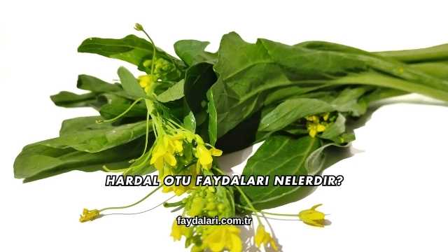 Hardal Otu Faydaları Nelerdir?
