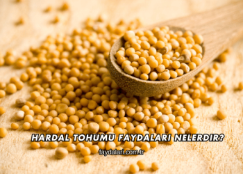 Hardal Tohumu Faydaları Nelerdir?