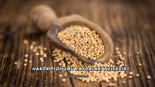 Hardal Tohumu Faydaları Nelerdir?