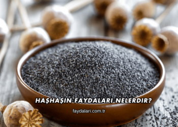 Haşhaşın Faydaları Nelerdir?