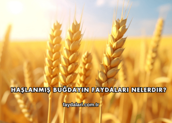 Haşlanmış Buğdayın Faydaları Nelerdir?