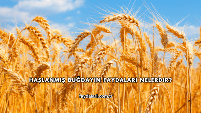 Haşlanmış Brokoli Faydaları Nelerdir?