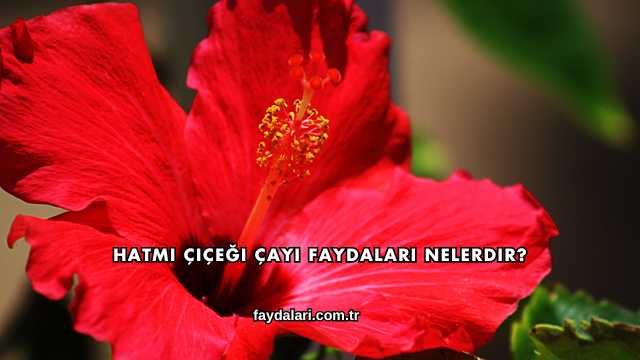Hatmi Çiçeği Çayı Faydaları Nelerdir?