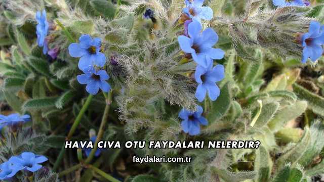 Hava Civa Otu Faydaları Nelerdir?