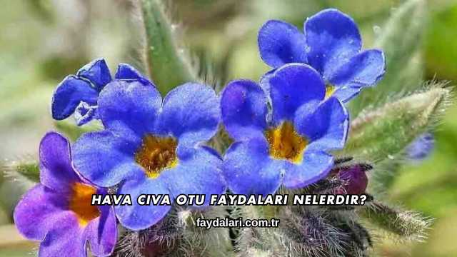 Hava Civa Otu Faydaları Nelerdir?