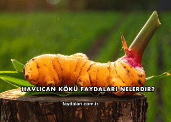 Havlıcan Kökü Faydaları Nelerdir?