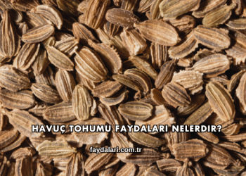 Havuç Tohumu Faydaları Nelerdir?