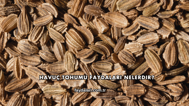 Havuç Tohumu Faydaları Nelerdir?