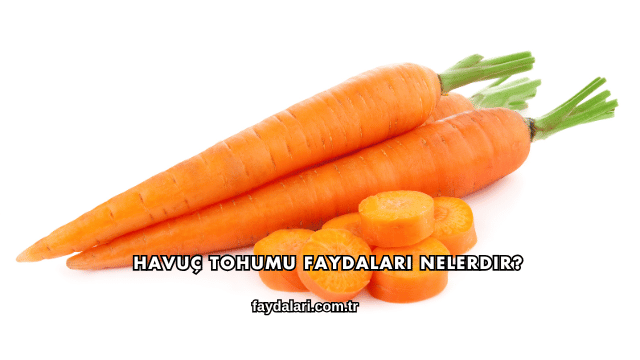 Havuç Tohumu Faydaları Nelerdir?