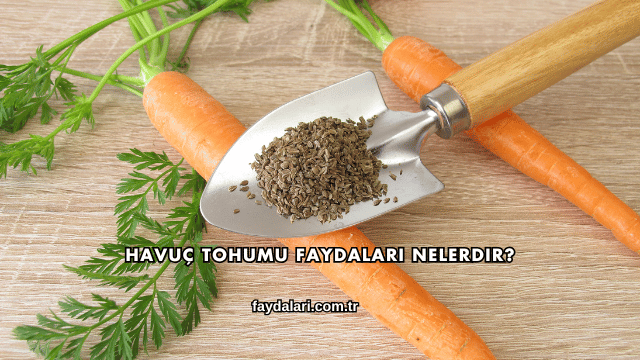 Havuç Tohumu Faydaları Nelerdir?