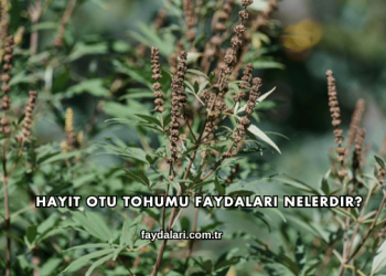 Hayıt Otu Tohumu Faydaları Nelerdir?