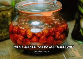Hayıt Sirkesi Faydaları Nelerdir?