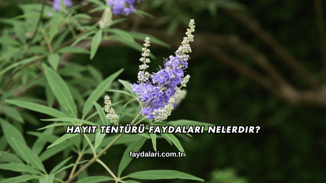 Hayıt Tentürü Faydaları Nelerdir?