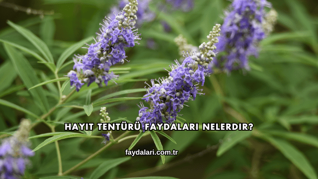 Hayıt Tentürü Faydaları Nelerdir?