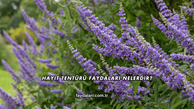 Hayıt Tentürü Faydaları Nelerdir?