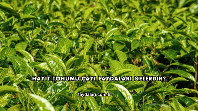 Hayıt Tohumu Çayı Faydaları Nelerdir?