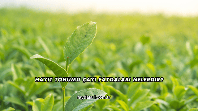 Hayıt Tohumu Çayı Faydaları Nelerdir?