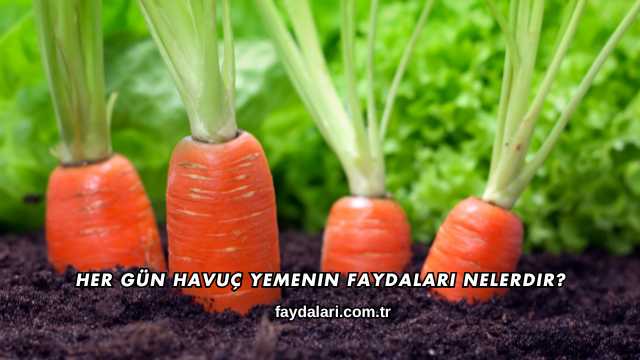 Her Gün Havuç Yemenin Faydaları Nelerdir?