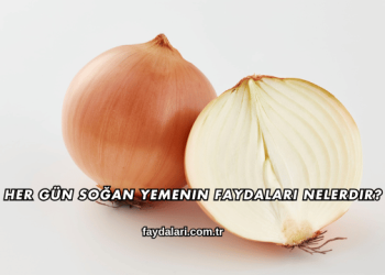 Her Gün Soğan Yemenin Faydaları Nelerdir?