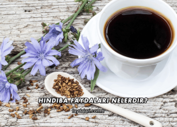 Hindiba Faydaları Nelerdir?
