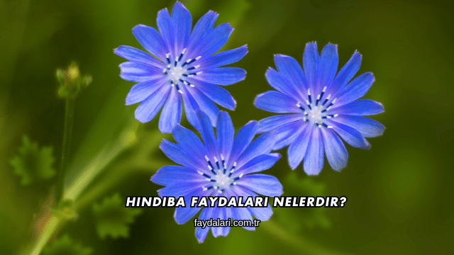 Hindiba Faydaları Nelerdir?