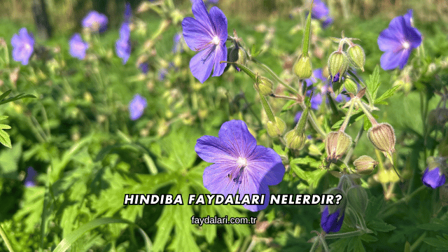 Hindiba Faydaları Nelerdir?