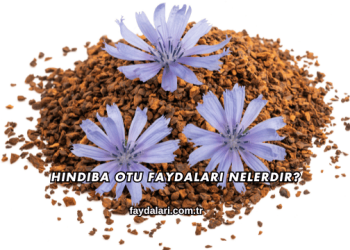 Hindiba Otu Faydaları Nelerdir?