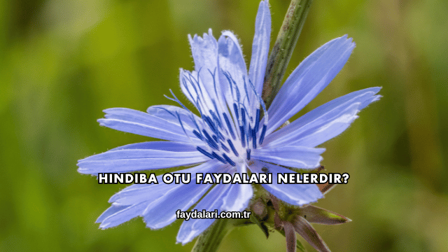 Hindiba Otu Faydaları Nelerdir?