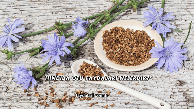 Hindiba Otu Faydaları Nelerdir?