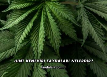 Hint Keneviri Faydaları Nelerdir?