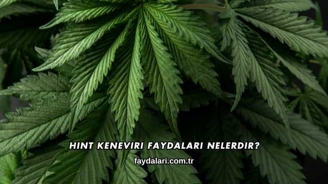 Hint Keneviri Faydaları Nelerdir?