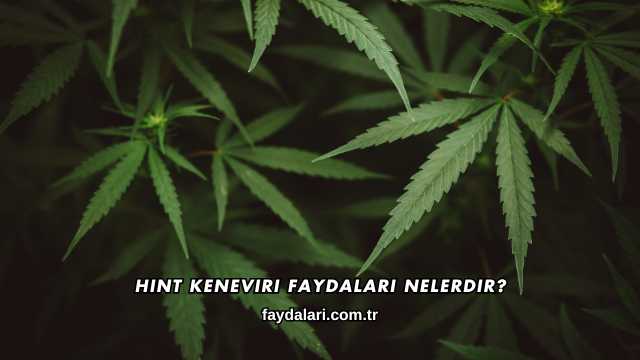 Hint Keneviri Faydaları Nelerdir?