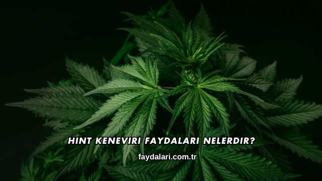 Hint Keneviri Faydaları Nelerdir?