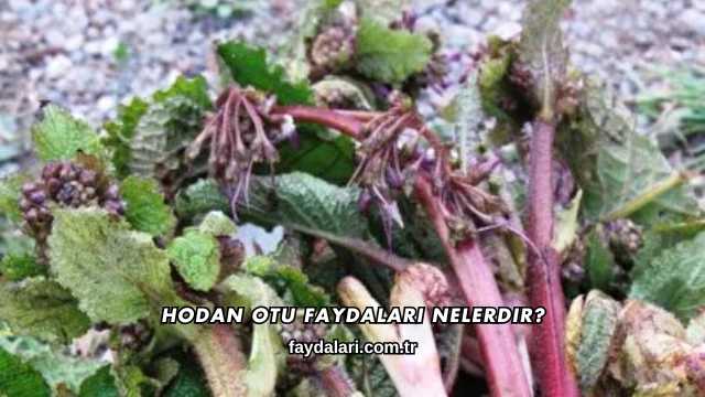 Hodan Otu Faydaları Nelerdir?