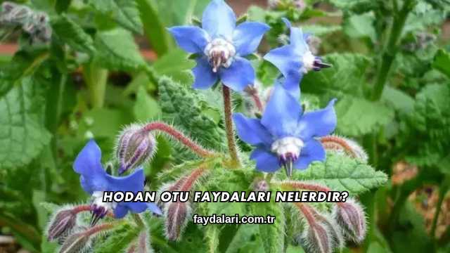 Hodan Otu Faydaları Nelerdir?