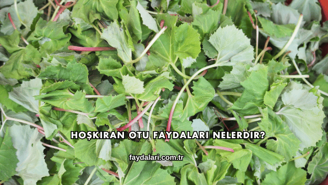Hoşkıran Otu Faydaları Nelerdir?