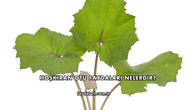 Hoşkıran Otu Faydaları Nelerdir?