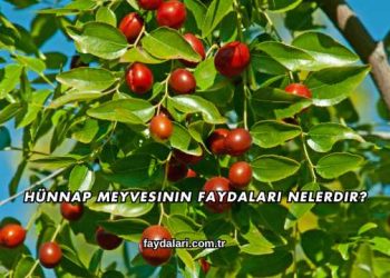 Hünnap Meyvesinin Faydaları Nelerdir?