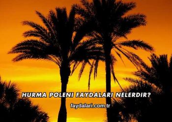 Hurma Poleni Faydaları Nelerdir?
