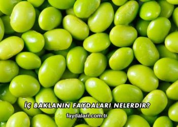 İç Baklanın Faydaları Nelerdir?
