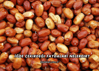 İğde Çekirdeği Faydaları Nelerdir?