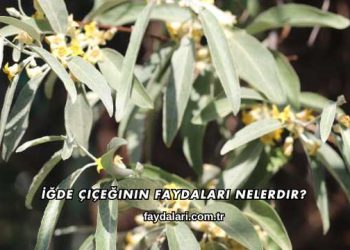 İğde Çiçeğinin Faydaları Nelerdir?