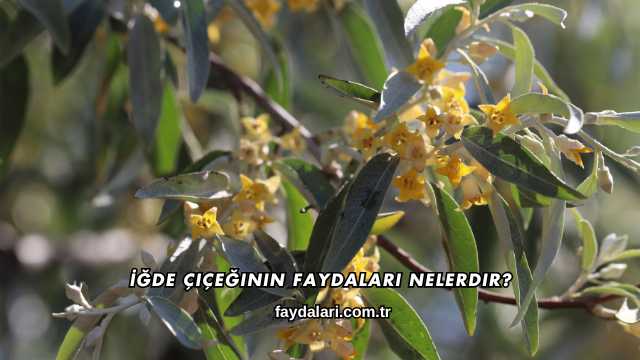 İğde Çiçeğinin Faydaları Nelerdir?