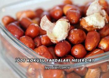 İğde Kokusu Faydaları Nelerdir?