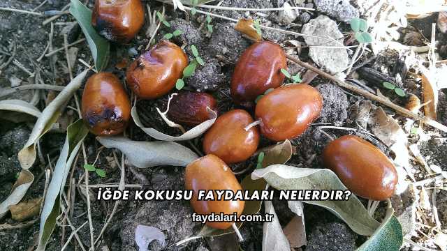 İğde Kokusu Faydaları Nelerdir?